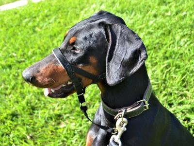 Anti poop store eating for dogs